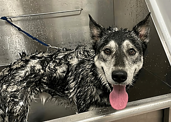 Pet Pleasure Resort - Sault Ste Marie, ON Pet Grooming - Project Image