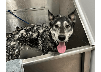 Sault Ste Marie Salons de Toilettage Pour Animaux De Compagnie Pet Pleasure Resort