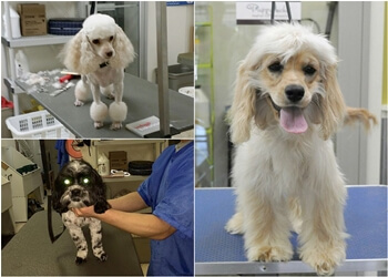 Delta pet grooming Pet Solutions Supermarket & Grooming Inc.