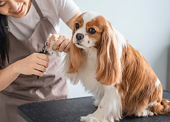 Pet-Tastic - Thunder Bay, ON Salons de Toilettage Pour Animaux De Compagnie - Service Image