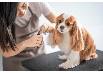 Thunder Bay pet grooming Pet-Tastic