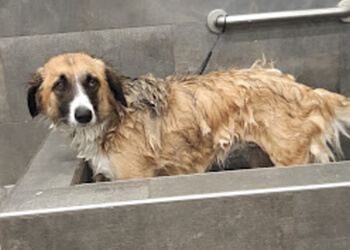 Kawartha Lakes pet grooming Pet Valu