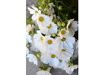 Norfolk florist Petit Flower Farm