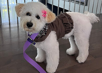 Terrebonne pet grooming Petits Poilus