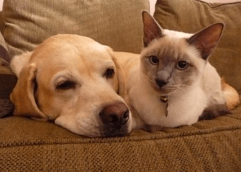 Kingston dog walker Petmate Homesitting