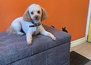 Moncton Salons de Toilettage Pour Animaux De Compagnie PET Studio Grooming by Sherry