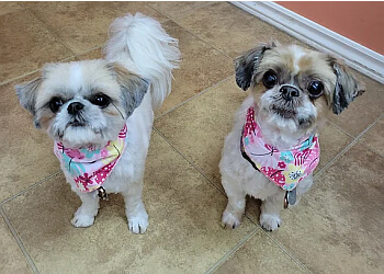 Orillia pet grooming Petstyles Plus