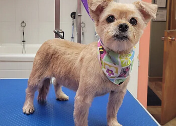 Orillia pet grooming Petstyles Plus