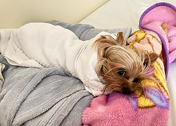 Richmond Cliniques Vétérinaires Petsville Animal Hospital