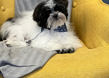 Granby pet grooming Pile-Poil Spa Canin & Boutique