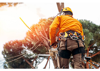 Kamloops tree service Pine Valley Tree Service