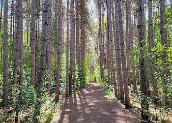 Ottawa hiking trail Pinhey Forest image 1