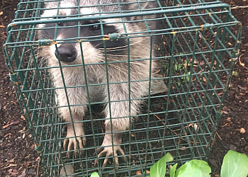 Chilliwack pest control Pinnacle Pest & Wildlife Control