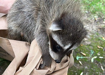 Chilliwack pest control Pinnacle Pest & Wildlife Control