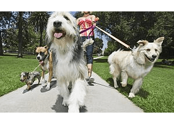 Laval Dresseurs De Chiens Pitou Urbain