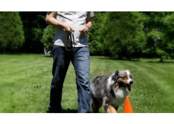 Laval Dresseurs De Chiens Pitou Urbain