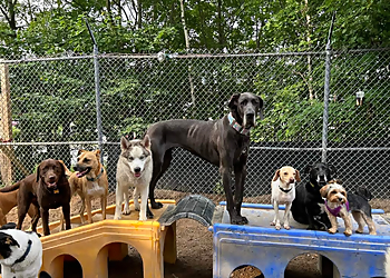 Playful Paws Doggy Daycare and Training Facility - Halifax, NS Dog Trainers - Dog Training Image