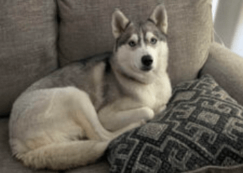 Halifax dog trainer Playful Paws Doggy Daycare and Training Facility