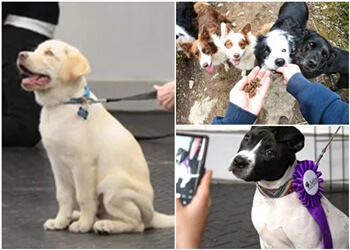 Halifax dog trainer Playful Paws Doggy Daycare and Training Facility