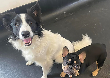 Playful Paws Doggy Daycare and Training Facility - Halifax, NS Dog Trainers - Dog Image