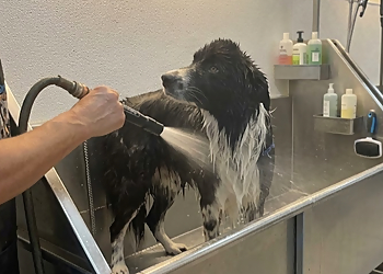 Poco Pet Pawlour - Port Coquitlam, BC Pet Grooming - Service Image