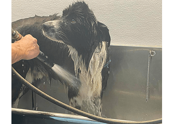Port Coquitlam pet grooming Poco Pet Pawlour