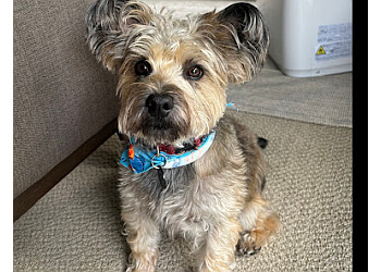 Port Coquitlam pet grooming Poco Pet Pawlour