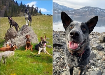 Kelowna Dresseurs De Chiens Polite Paws Training and Rehabilitation Centre