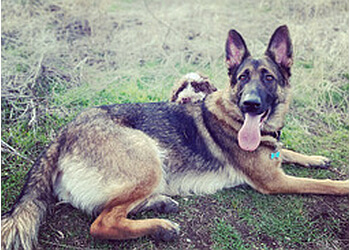 Kelowna dog trainer Polite Paws Training and Rehabilitation Centre image 1