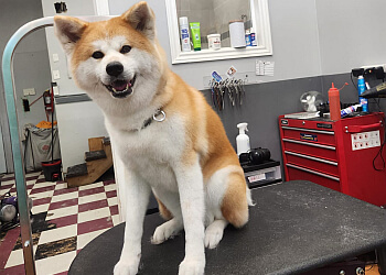 Mississauga pet grooming Pooches N' Pals Inc.