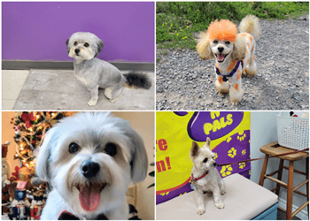 Mississauga pet grooming Pooches N' Pals Inc.