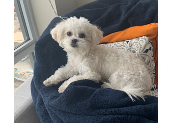 3 Best Pet Grooming in Burnaby, BC - Expert Recommendations