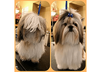 Posh Dog Grooming Services