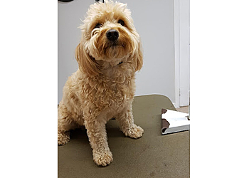 Orangeville pet grooming Posh Puppy Salon