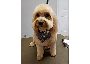 Orangeville pet grooming Posh Puppy Salon
