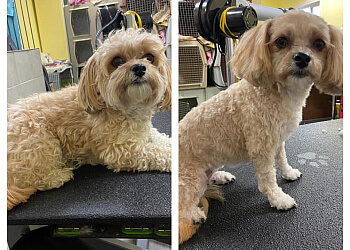 Airdrie Salons de Toilettage Pour Animaux De Compagnie Pretty Paws Pet Grooming