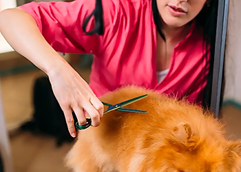 Pristine Paws Dog Spa - Airdrie, AB Salons de Toilettage Pour Animaux De Compagnie - Project Image