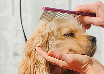 Pristine Paws Dog Spa - Airdrie, AB Salons de Toilettage Pour Animaux De Compagnie - Service Highlights