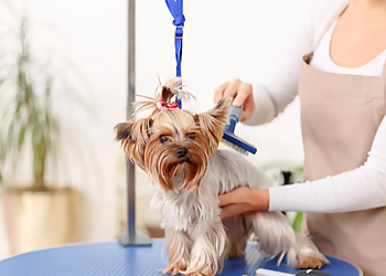 Pristine Paws Dog Spa Pristine Paws Dog Spa - Airdrie, AB Salons de Toilettage Pour Animaux De Compagnie - Service Image