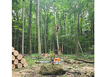 Brossard tree service Pro Des Arbres