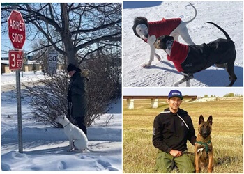 Winnipeg Dresseurs De Chiens ProK9 Winnipeg