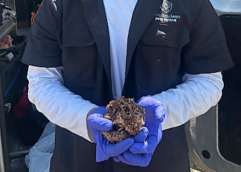 ProPestClean Pest Control Vancouver - Vancouver, BC Élimination Des Animaux - Service Highlights