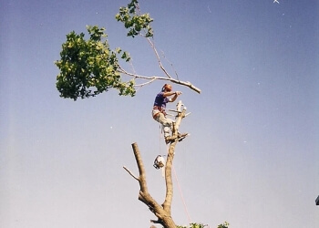 Surrey tree service Pro Tree Services