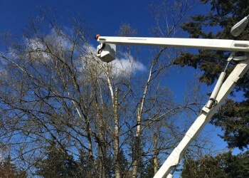 Surrey tree service Pro Tree Services