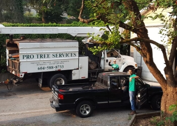 Surrey tree service Pro Tree Services