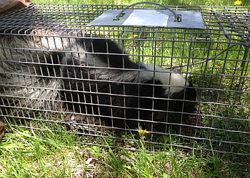 St Catharines animal removal Pro Wildlife Niagara