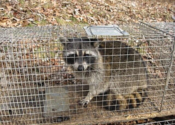 St Catharines animal removal Pro Wildlife Niagara