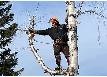 Prince George tree service Professional Tree Removal