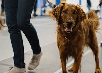 Quebec dog trainer Projet Kanin