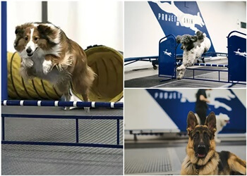 Quebec dog trainer Projet Kanin